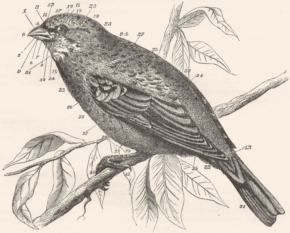 BIRDS. Ornithological of body a bird c1870 old antique vintage print picture